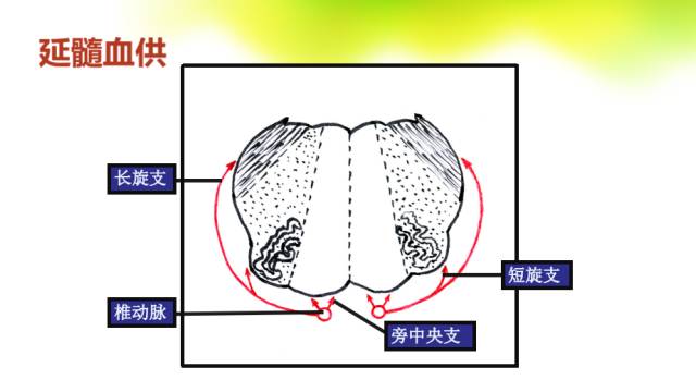 【PPT】脑干影像解剖及诊断
