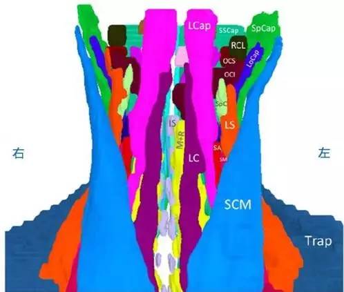 正常颈椎肌肉 MRI 横断位及三维重建图 正常颈椎肌肉 MRI 横断位及三维重建图