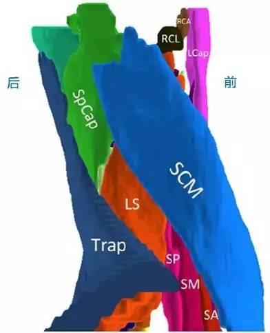 正常颈椎肌肉 MRI 横断位及三维重建图 正常颈椎肌肉 MRI 横断位及三维重建图