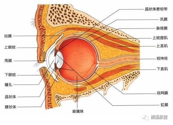 眼眶爆裂性骨折的CT表现、眼眶解剖 眼眶爆裂性骨折的CT表现、眼眶解剖