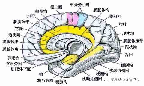 值得收藏的大脑分区及其功能 值得收藏的大脑分区及其功能