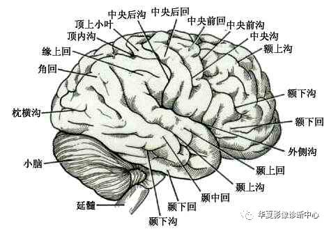 值得收藏的大脑分区及其功能 值得收藏的大脑分区及其功能