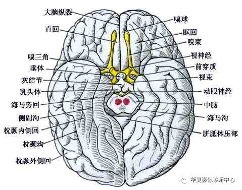 值得收藏的大脑分区及其功能 值得收藏的大脑分区及其功能