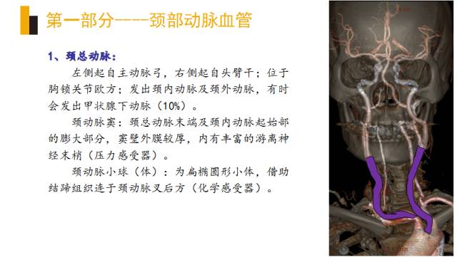 头颈部血管(动脉)影像解剖