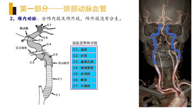 头颈部血管(动脉)影像解剖