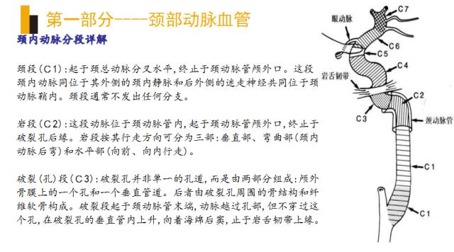 头颈部血管(动脉)影像解剖