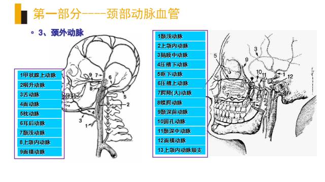 头颈部血管(动脉)影像解剖