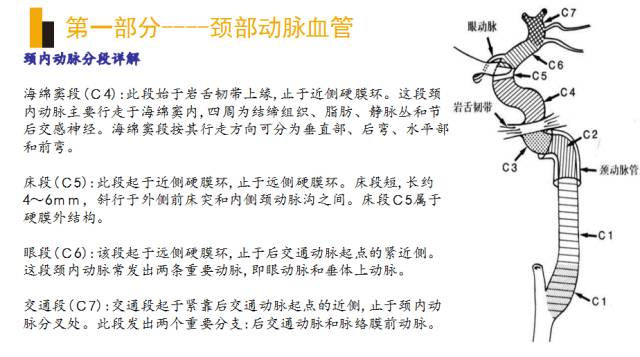 头颈部血管(动脉)影像解剖