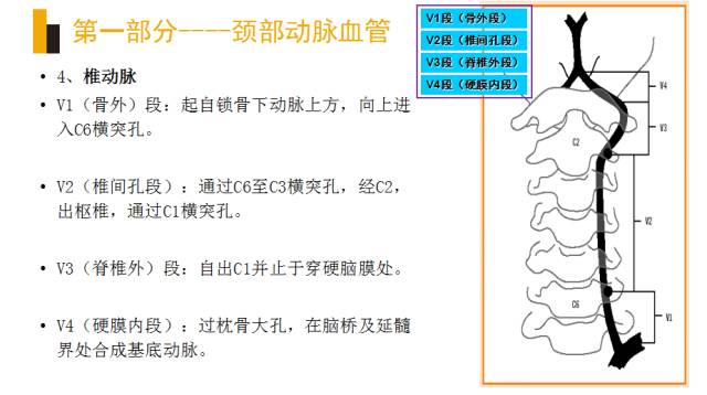 头颈部血管(动脉)影像解剖