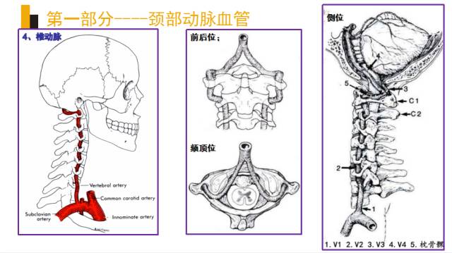 头颈部血管(动脉)影像解剖