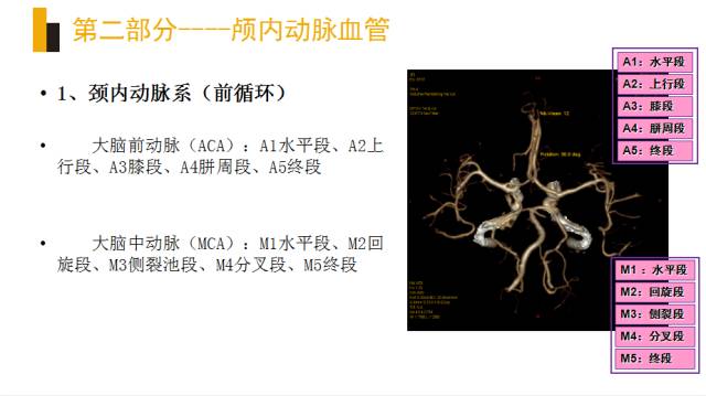 头颈部血管(动脉)影像解剖