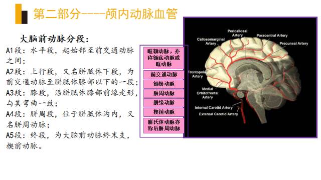 头颈部血管(动脉)影像解剖