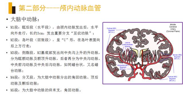 头颈部血管(动脉)影像解剖