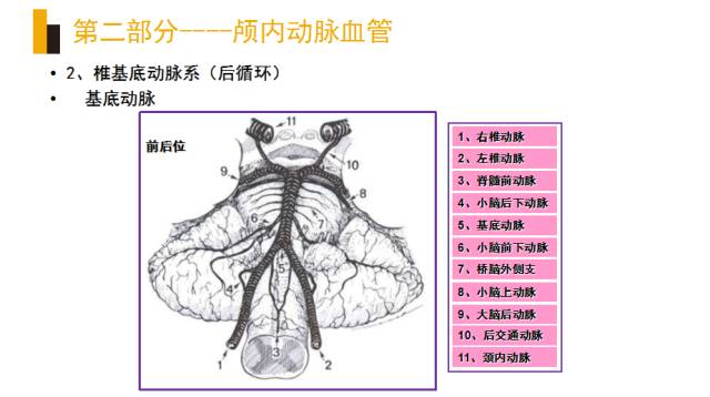 头颈部血管(动脉)影像解剖