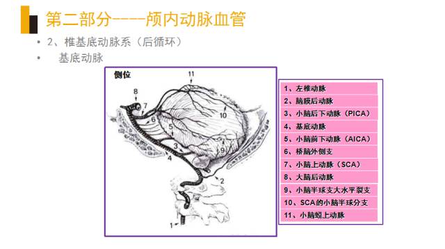 头颈部血管(动脉)影像解剖