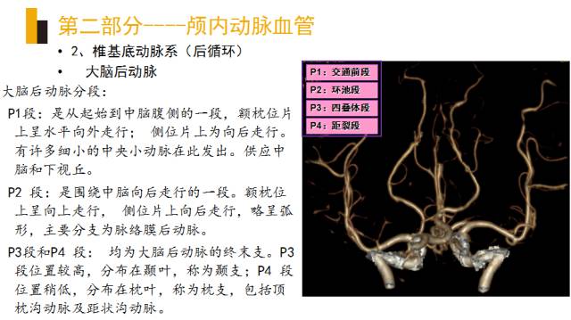 头颈部血管(动脉)影像解剖