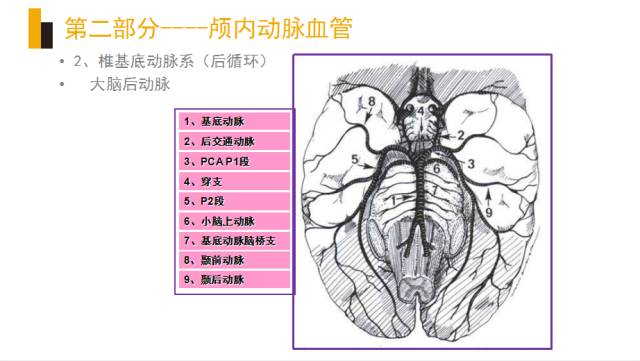 头颈部血管(动脉)影像解剖