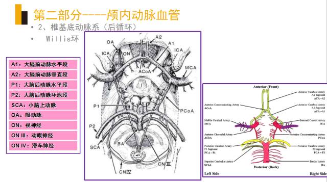 头颈部血管(动脉)影像解剖