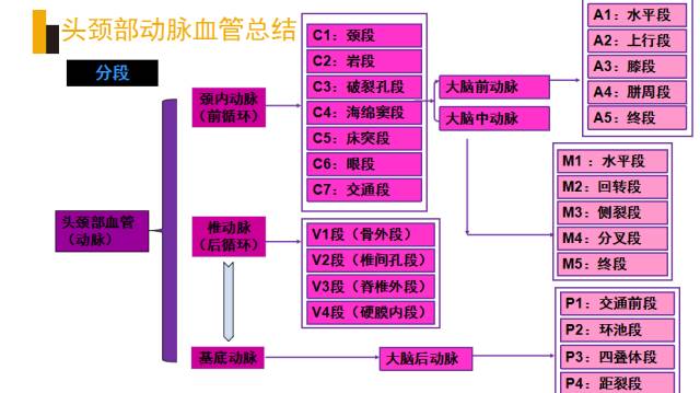 头颈部血管(动脉)影像解剖
