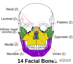 面部冠状CT断层及骨骼间隙(双语) 面部冠状CT断层及骨骼间隙(双语)
