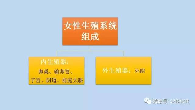 【PPT】女性盆腔、会阴影像解剖与肿瘤定位