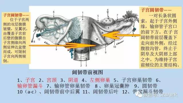 【PPT】女性盆腔、会阴影像解剖与肿瘤定位