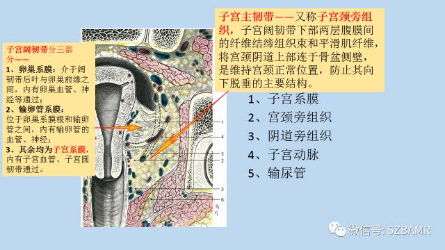 【PPT】女性盆腔、会阴影像解剖与肿瘤定位