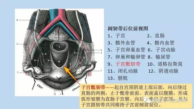 【PPT】女性盆腔、会阴影像解剖与肿瘤定位