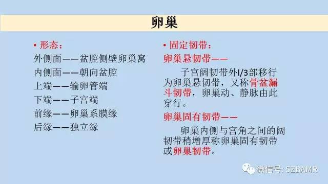 【PPT】女性盆腔、会阴影像解剖与肿瘤定位