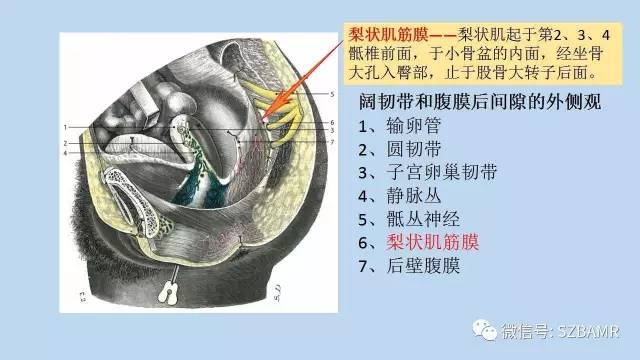 【PPT】女性盆腔、会阴影像解剖与肿瘤定位