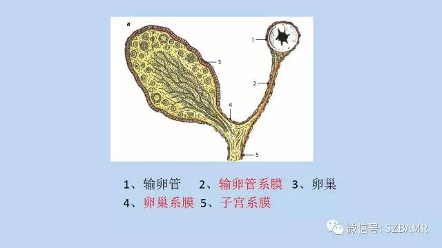 【PPT】女性盆腔、会阴影像解剖与肿瘤定位