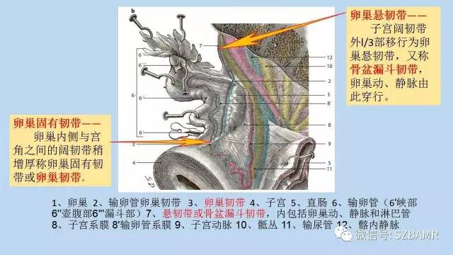 【PPT】女性盆腔、会阴影像解剖与肿瘤定位