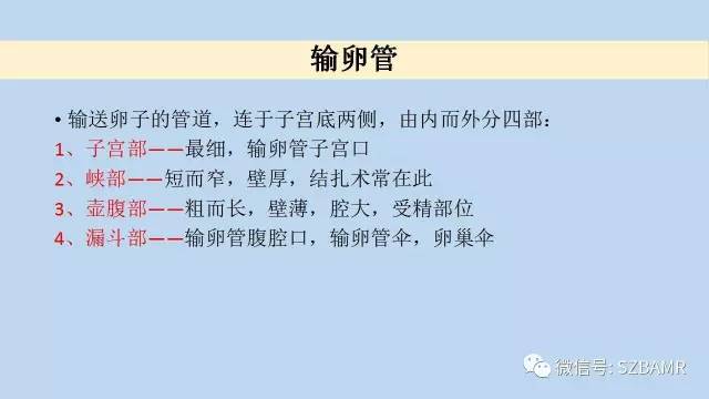 【PPT】女性盆腔、会阴影像解剖与肿瘤定位