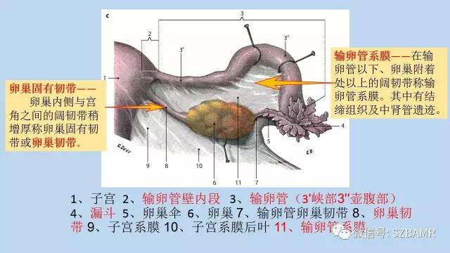 【PPT】女性盆腔、会阴影像解剖与肿瘤定位