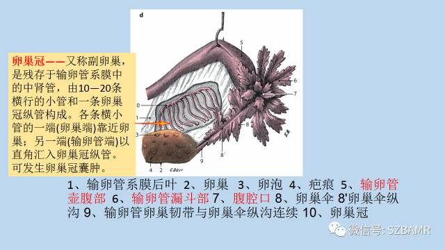 【PPT】女性盆腔、会阴影像解剖与肿瘤定位