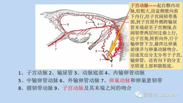 【PPT】女性盆腔、会阴影像解剖与肿瘤定位