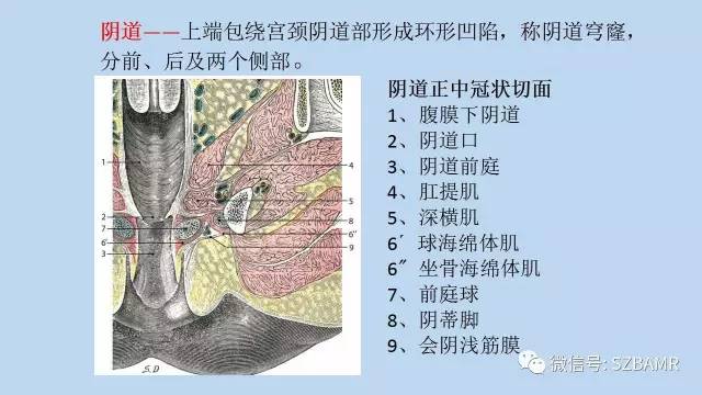 【PPT】女性盆腔、会阴影像解剖与肿瘤定位