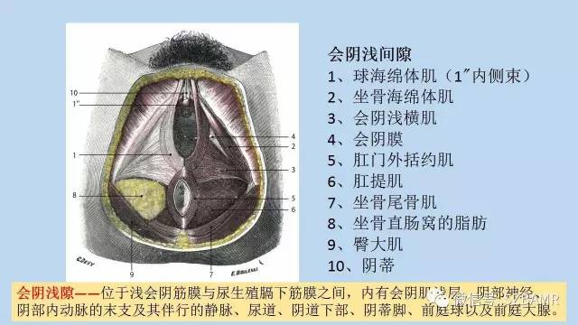 【PPT】女性盆腔、会阴影像解剖与肿瘤定位