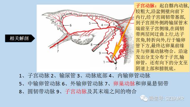 【PPT】女性盆腔、会阴影像解剖与肿瘤定位