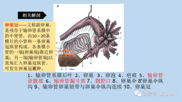 【PPT】女性盆腔、会阴影像解剖与肿瘤定位