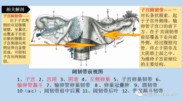 【PPT】女性盆腔、会阴影像解剖与肿瘤定位