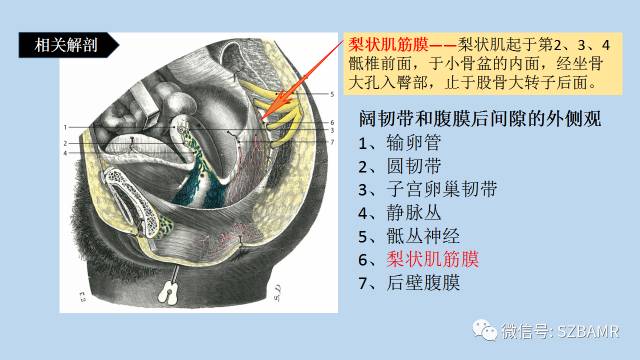 【PPT】女性盆腔、会阴影像解剖与肿瘤定位