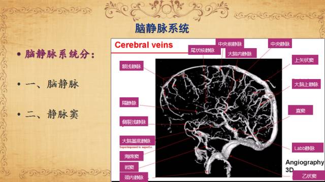 【PPT】脑静脉系统解剖