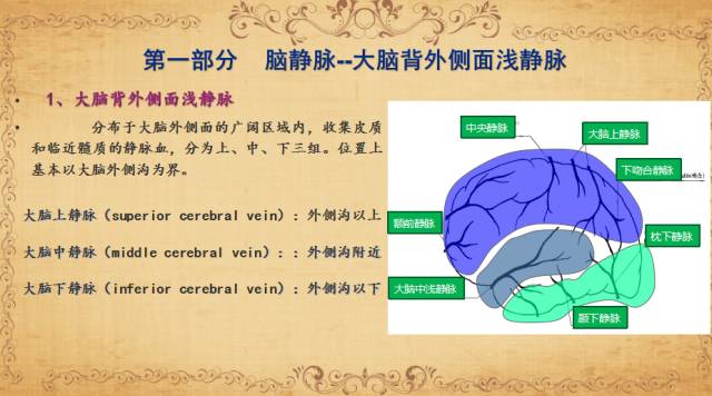 【PPT】脑静脉系统解剖