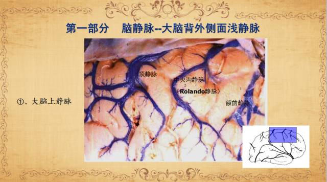 【PPT】脑静脉系统解剖