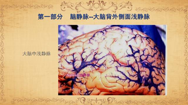 【PPT】脑静脉系统解剖