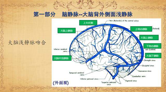 【PPT】脑静脉系统解剖