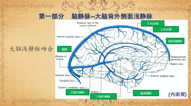【PPT】脑静脉系统解剖