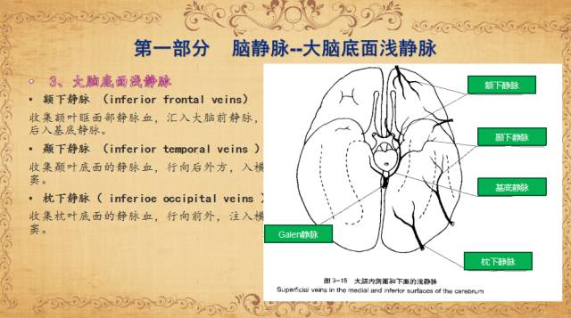 【PPT】脑静脉系统解剖