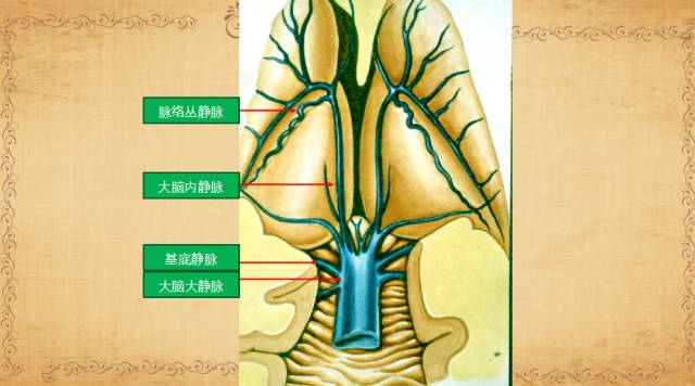 【PPT】脑静脉系统解剖